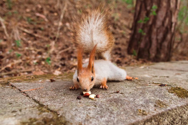 istock A curious red-gray squirrel cautiously sneaks up on the nuts 1405998926