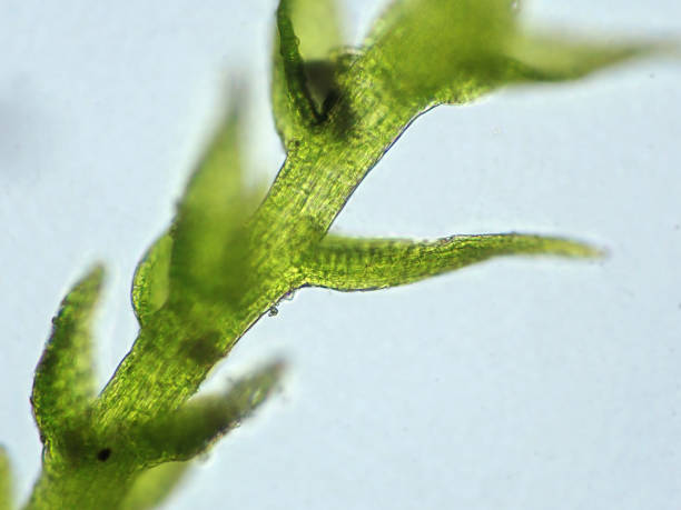 istock Micrograph of aquatic plants 1405999273