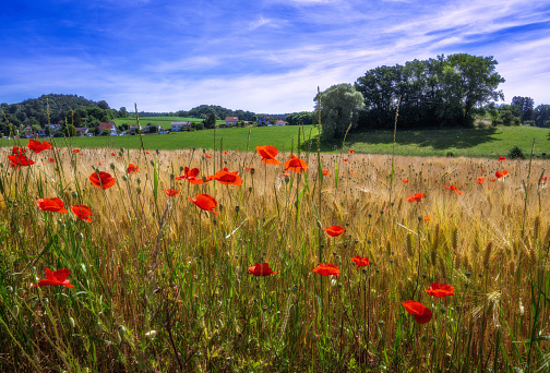 Rural landscape with a cornfield and red poppies in Bavaria