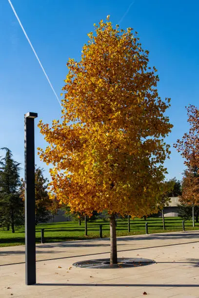 Golden leaves on Tulip tree (Liriodendron tulipifera), called Tuliptree, American or Tulip Poplar. Public Landscape Park Krasnodar or Galitsky Park. Golden autumn 2021. Place for rest and walks.