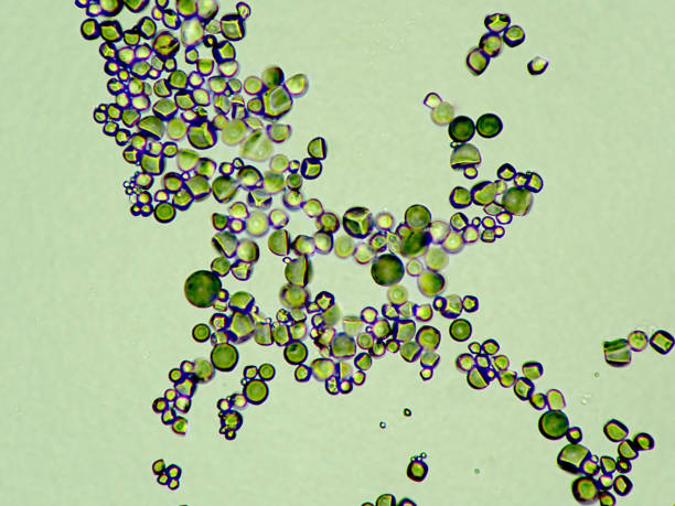 istock Micrograph of sweet potato starch 1406002815