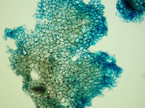 istock Micrograph of edible part of pineapple 1406003812