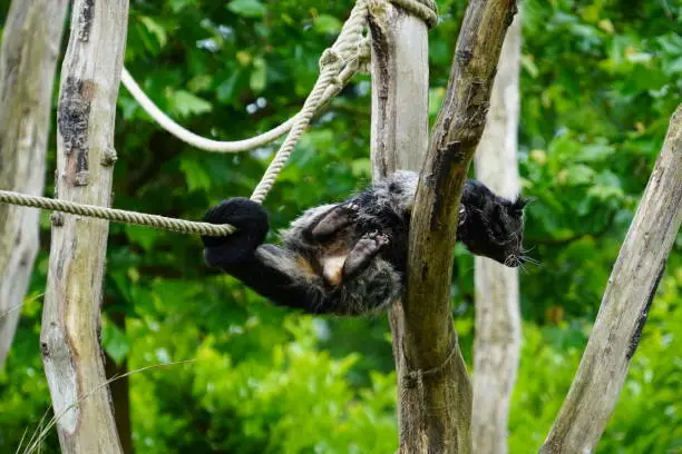 Photo of Binturong