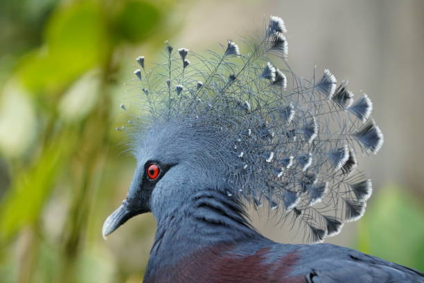 istock Victoria crowned pigeon 1406003946