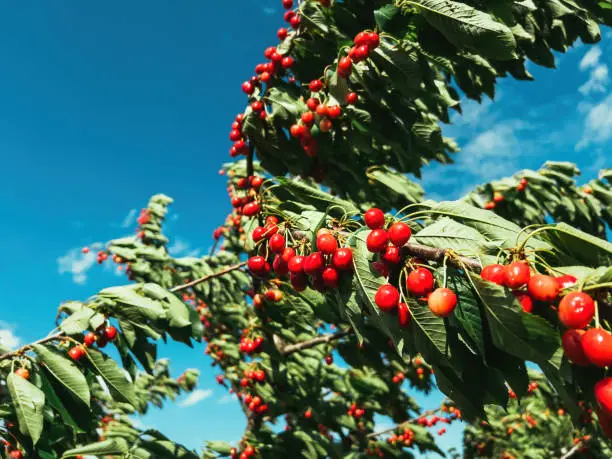 Sweet cherry (Prunus avium) tree branches full of ripe red fruit in summer, also known as gean or bird cherry