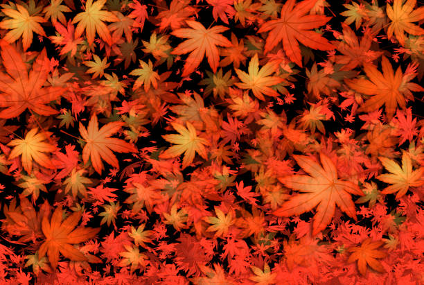 istock Autumn leaves background. For autumn events, etc. 1406004793