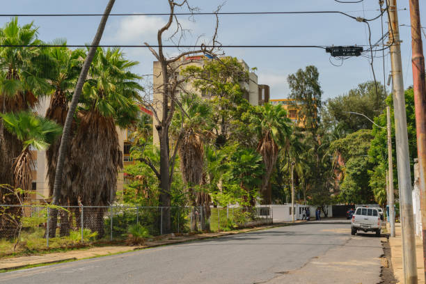 istock photos of trees and beach vegetation 1406005968