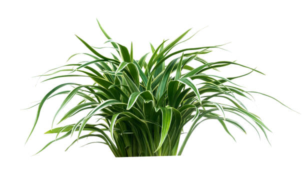 istock Green plant tree isolated on white background decoration leaves. 1406006473