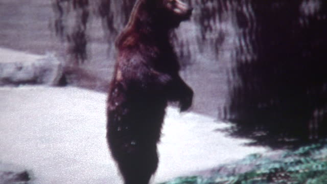 Standing Bear 1960's
