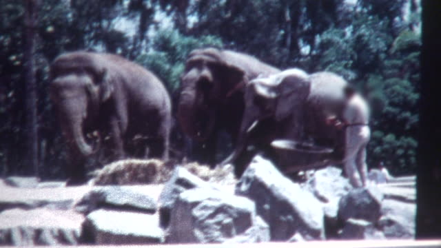 Elephant Feeding 1960's