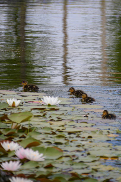 pink lotus flower in water