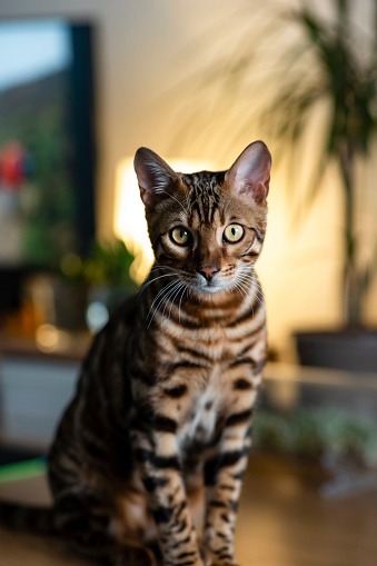 A close-up shot of a cute bengal cat sitting on a desk at a home in Northeastern England.