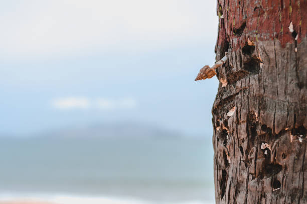 photos of a palm tree trunk on a beach and a conch shell in the middle, you can see the sea and the background out of focus