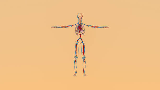 menschliches medizinisches kreislaufsystem rotes blaues herz venen blutflussanatomie auf einem beigen hauthintergrund - human cardiovascular system blood flow human vein body stock-fotos und bilder