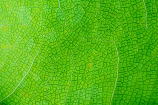Green macro leaf texture background
