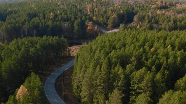 istock Closeup road between yellow and green autumn forest 1406010724