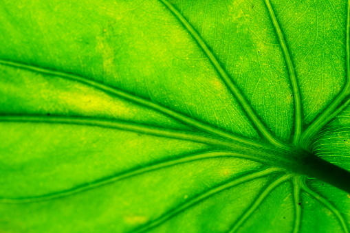 Green macro leaf texture background