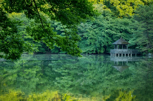 gazebo in the forest reflected on the surface of the water (Nerima,Tokyo,Japan)