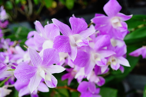 Beautiful purple orchid in the garden.