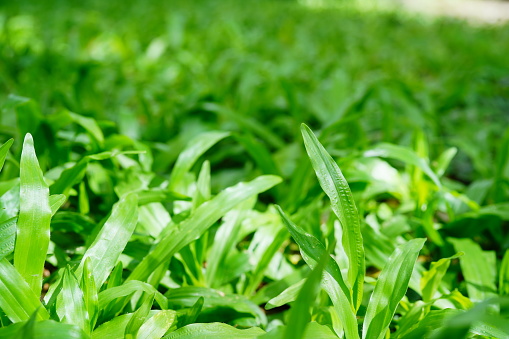 Close-up Green grass leaf in nature