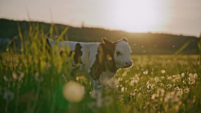 SLO MO Young calf surrounded with insects on the pasture at sunset