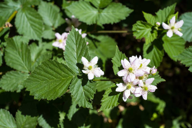 istock White Blackberry Flowers. Rubus plicatus 1406012391