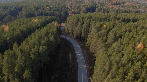istock Closeup road between yellow and green autumn forest 1406012731