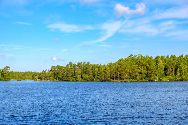 istock Summery view of a lake by a forest 1406015506
