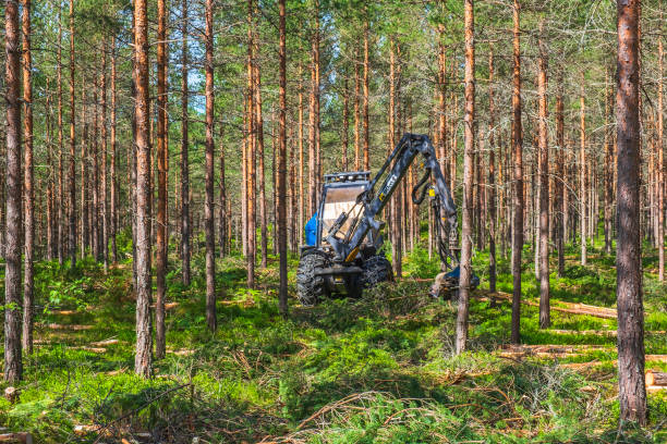 harvester bei der durchforstung in einem kiefernwald - kiefernwäldchen stock-fotos und bilder