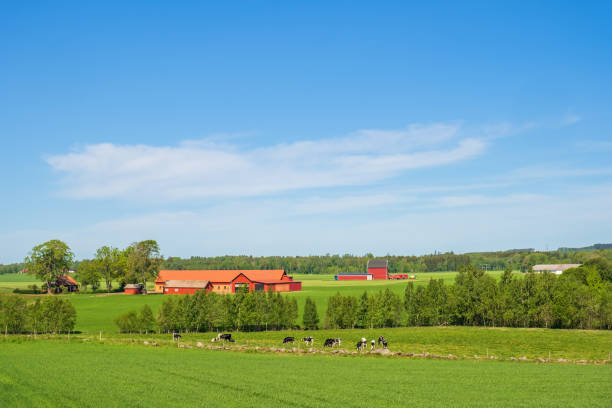 istock Rural view with cows and farms 1406015583