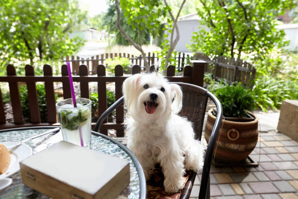 Cute white dog sitting oudoors at the cafe terrace stock photo