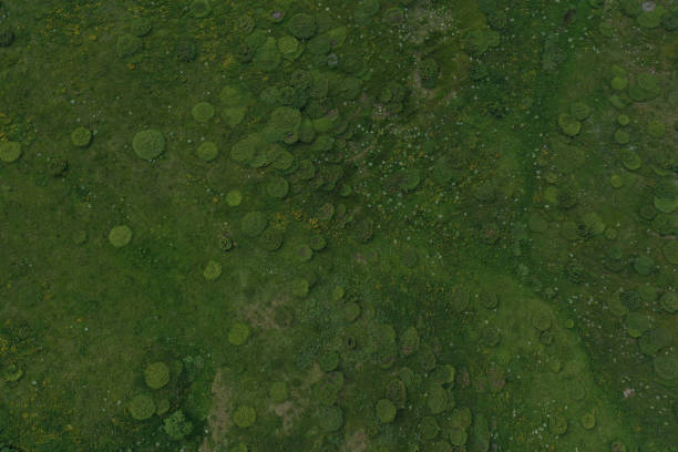 istock Abstract aerial view of common juniper bushes on the mountain 1406018706