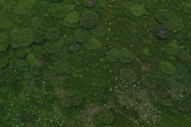 istock Abstract drone view of common juniper bushes on the mountain 1406018759