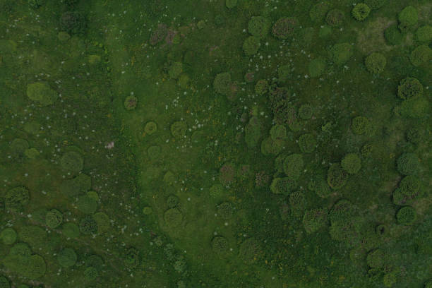 istock Abstract drone view of common juniper bushes on the mountain 1406018862