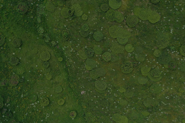 istock Aerial view of common juniper bushes on the mountain 1406018916