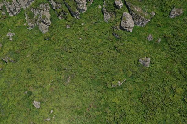 istock Drone view of rocky mountain and common juniper bushes 1406019019