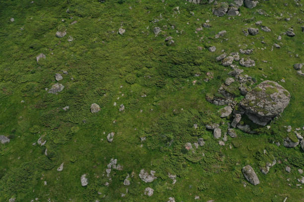istock Drone view of rocky mountain and common juniper bushes 1406019085