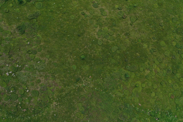 istock Drone view of meadow with common juniper bushes on the mountain 1406019136