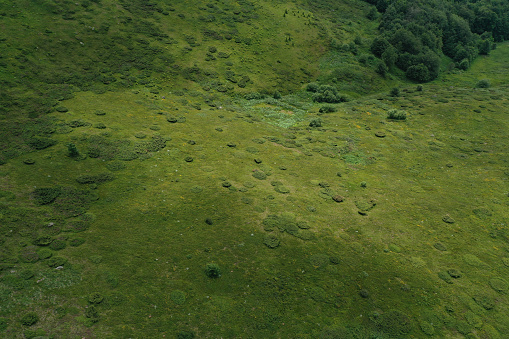 Drone view of common juniper bushes and meadow on the mountain.\nAbstract pattern of nature\nBalkan mountain