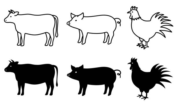 Silhouettes and line drawings of pigs, cows, and chickens Silhouettes and line drawings of pigs, cows, and chickens year of the ox stock illustrations