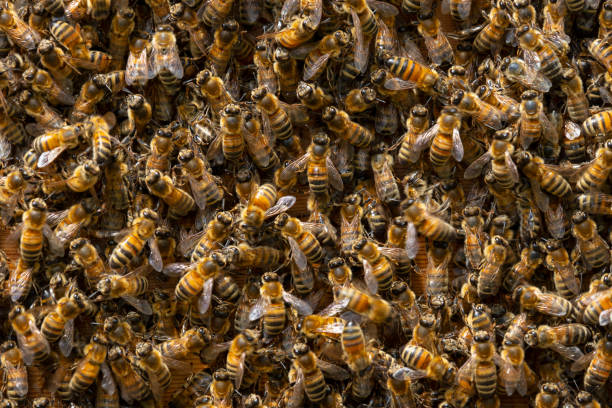 Colony of western honey bees full frame close up stock photo