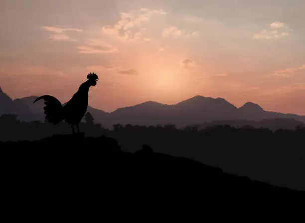 Silhouettes rooster crowing in the morning on the mountain background