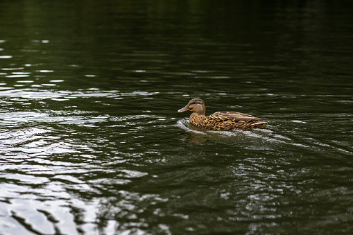 A duck swimming on water in a river in Durham, England.