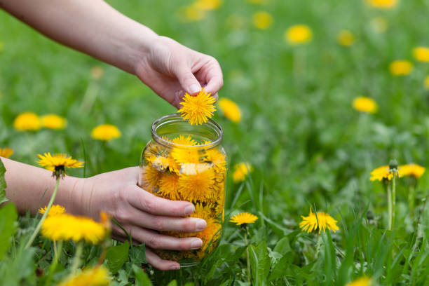 récolte de fleurs de pissenlit jaune comestibles dans un pré. - chercher de la nourriture photos et images de collection