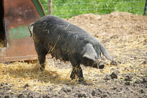 istock Black pig in a farmyard 1406022992