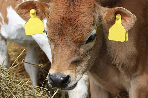 Young Guernsey cow calf with yellow ear tags in a barn and a further calf in the background and straw in the foreground.