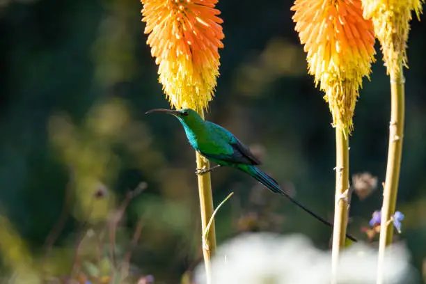 Photo of Malachite sunbird feeding on a flower