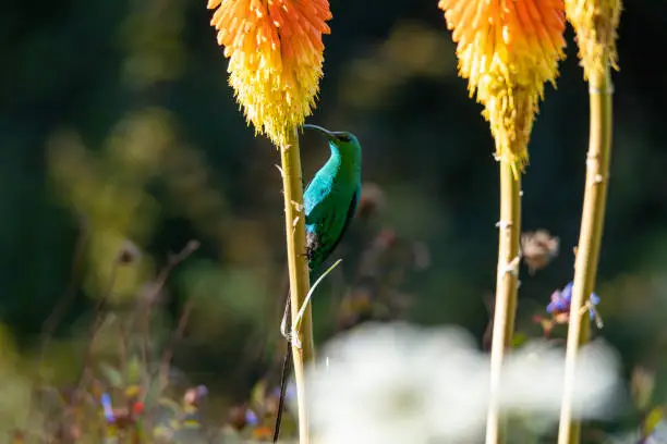 Photo of Malachite sunbird feeding on a flower