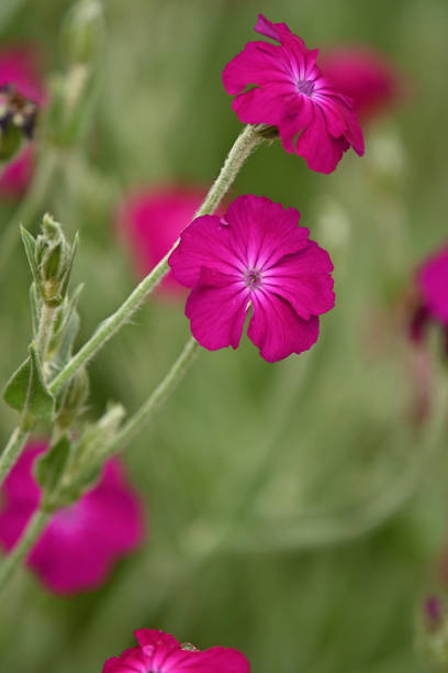 Lush rose campion flowers in summer with shallow focus, vertical. Copy space on lower right.