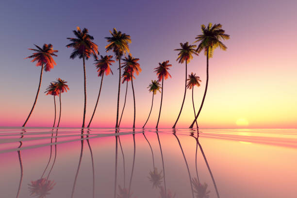 tropischen sonnenuntergang pink - palm tree tree summer sky stock-fotos und bilder